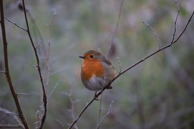 Close-up of bird perching on branch