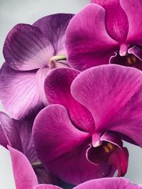 Close-up of pink orchids