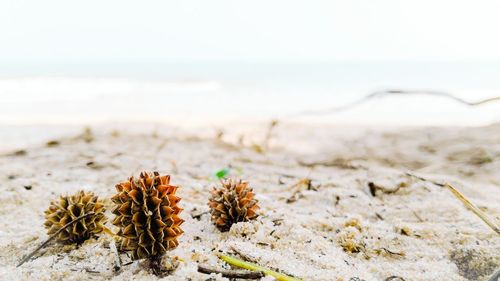 Close-up of sand at beach against sky