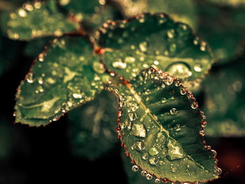 Close-up of wet plant leaves