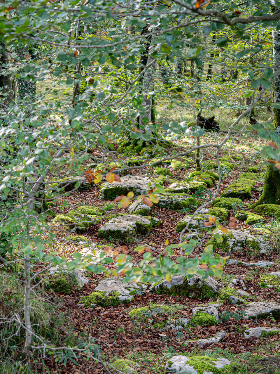 TREES AND PLANTS GROWING ON FIELD