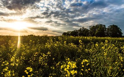 Scenic view of field against sky during sunset