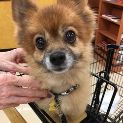 Cropped image of hands touching dog