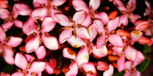 Full frame shot of pink flowers