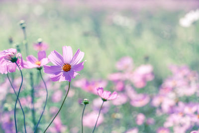 Close-up of pink cosmos flowers blooming outdoors