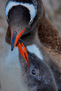 Close-up of swan