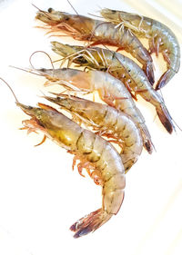 High angle view of dead fish on table