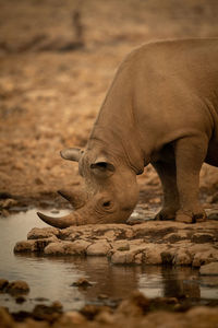 Close-up of black rhino drinking from waterhole