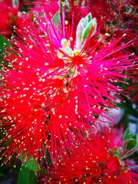 Close-up of red flowers