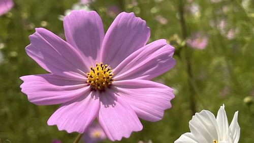 Close-up of purple flower