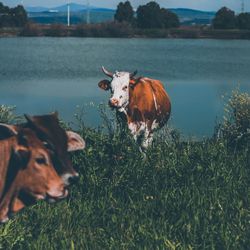 Cows in a field