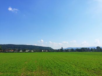 Scenic view of agricultural field against blue sky