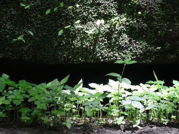 Plants and trees in forest