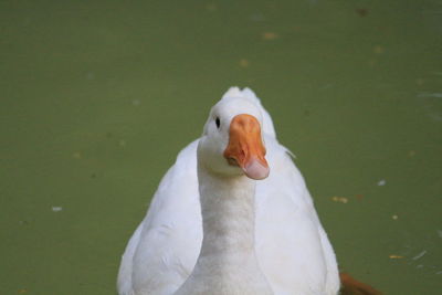 Close-up of swan swimming on lake