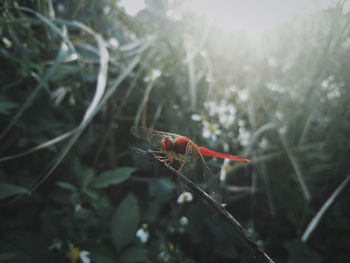 Close-up of insect on plant