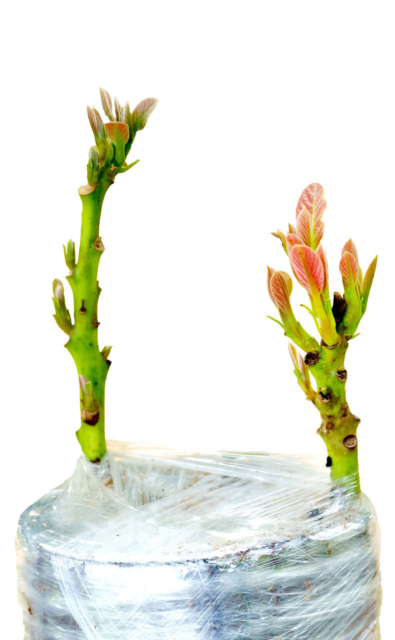 CLOSE-UP OF PLANT IN VASE