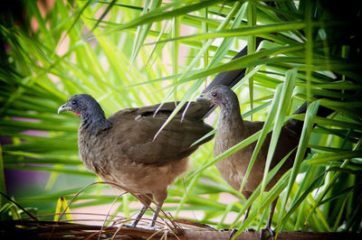 Close-up of bird perching on grass