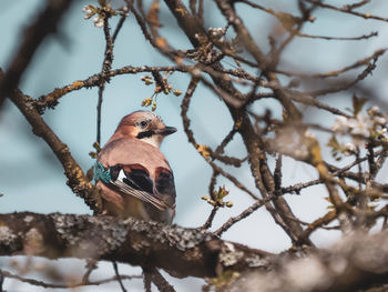 Low angle view of bird perching on tree
