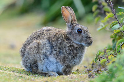 Close-up of an animal on field