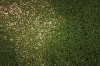 Full frame shot of field
