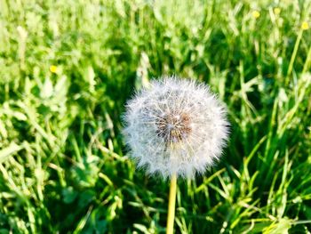 Close-up of dandelion in field