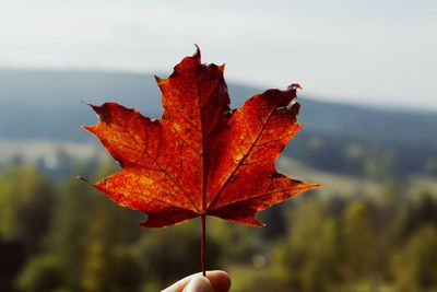 Close-up of maple leaf against sky