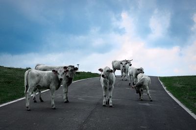 Cows standing on road against sky