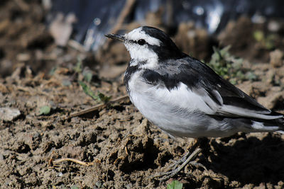 Close-up of bird perching on ground