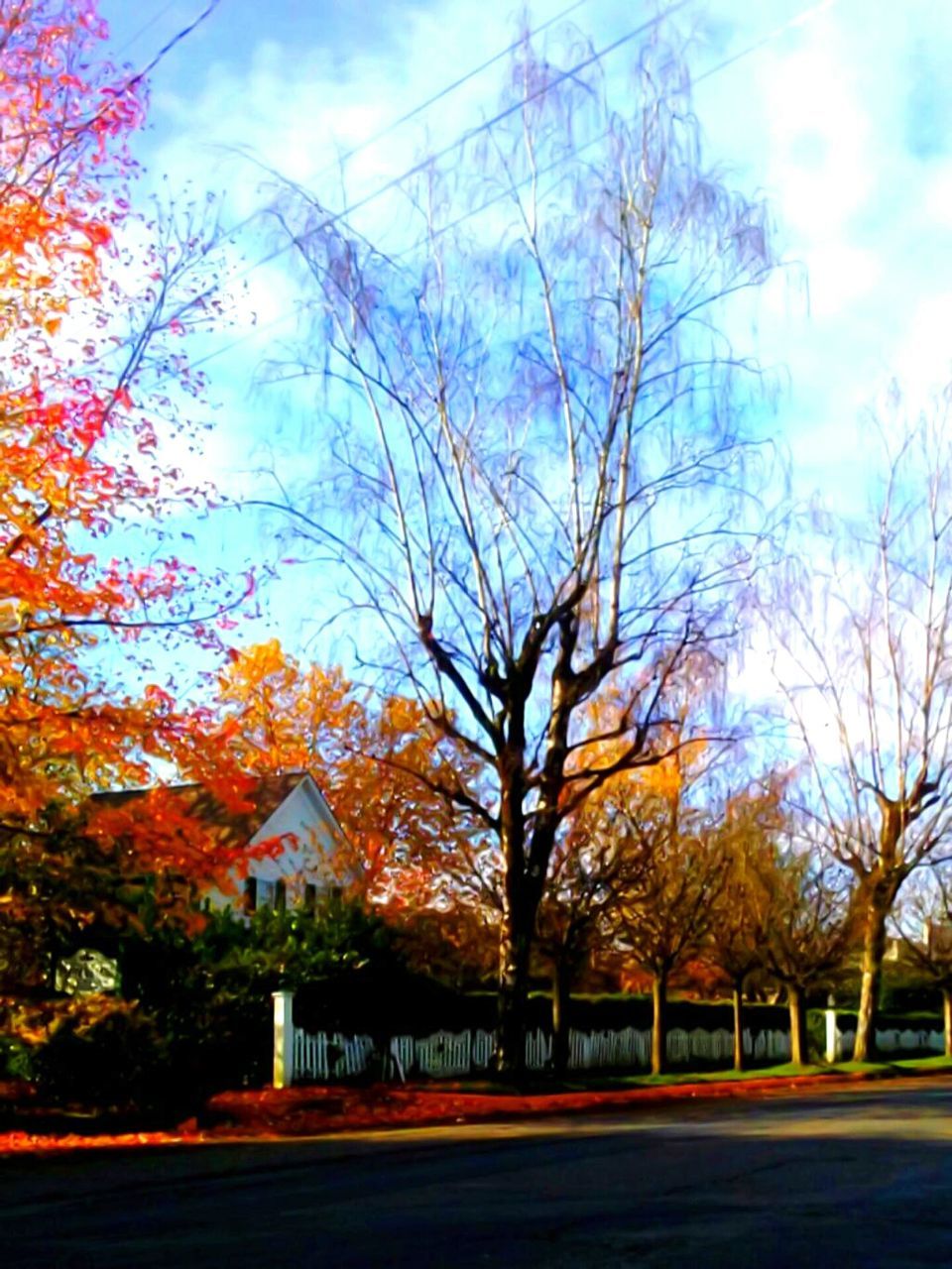 TREES AND BUILDINGS AGAINST SKY