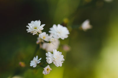 Close-up of white flowering plant