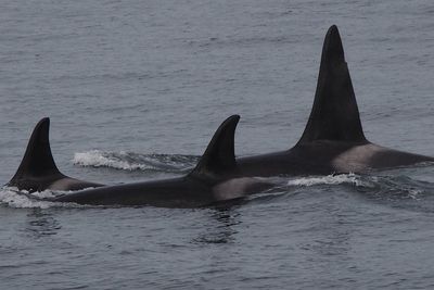 Close-up of turtle swimming in sea