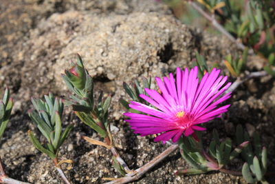 Close-up of pink flower