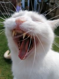 Close-up of cat yawning