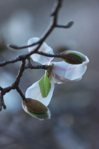 Close-up of white flowering plant