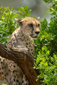 Close-up of cheetah looking through leafy bushes