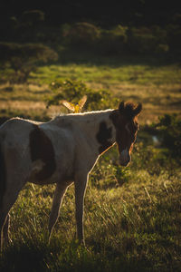 Side view of horse standing on field