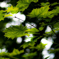 Close-up of leaves on tree