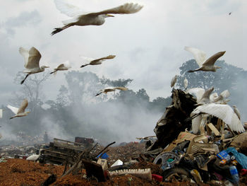 Great egrets flying over garbage dump against sky