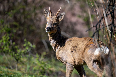 Portrait of deer