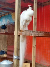 View of birds in cage