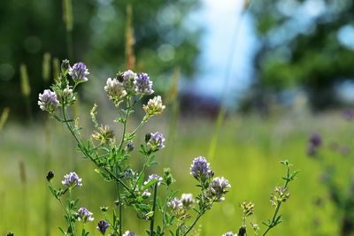 Close-up of purple flowering plant