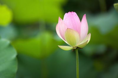 Close-up of pink flower