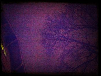 Bare trees in the dark