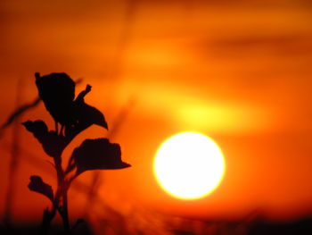 Close-up of silhouette flower against orange sky