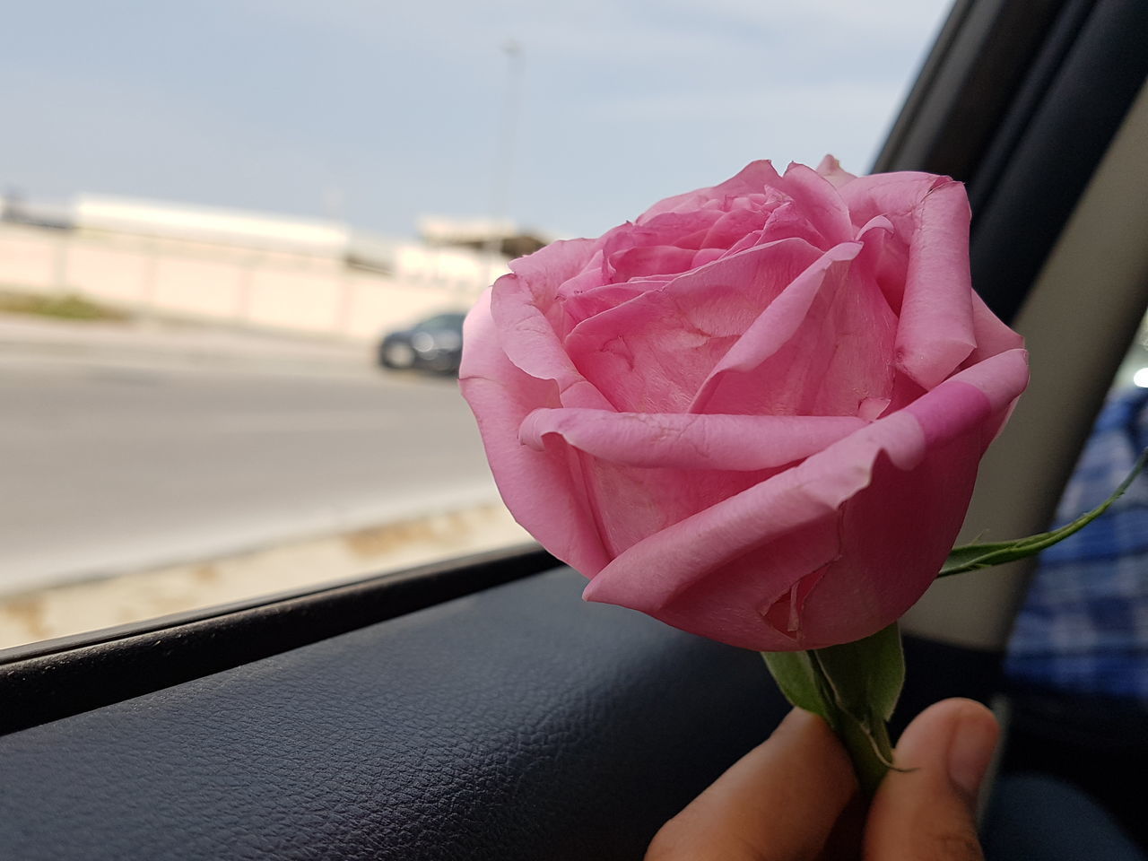 CLOSE-UP OF HAND HOLDING ROSE