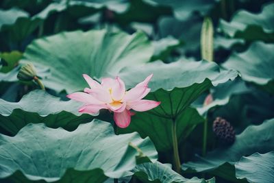 Close-up of pink lotus water lily amidst leaves in pond