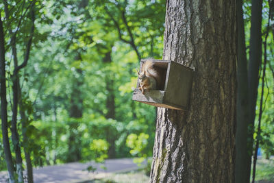 View of a cat on tree trunk