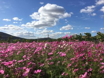 Pink flowering plants on field against sky