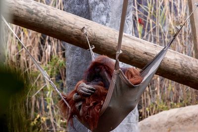 Orangutan sitting in hammock