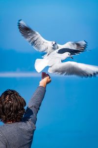 Rear view of woman with seagull flying against blue sky